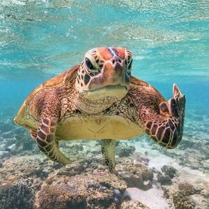 Meet your Posher, Naria